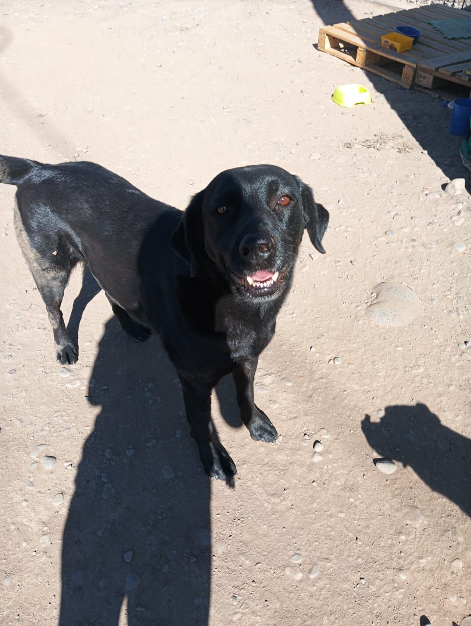 Negrito